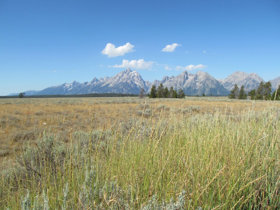 2015_08_01_Yellowstone_Tetons_08_15_15_4481